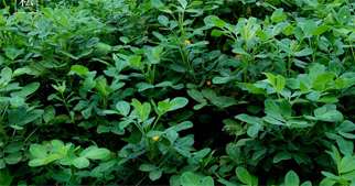 花生怎么施用葉面肥？花生葉面肥施用技術(shù)